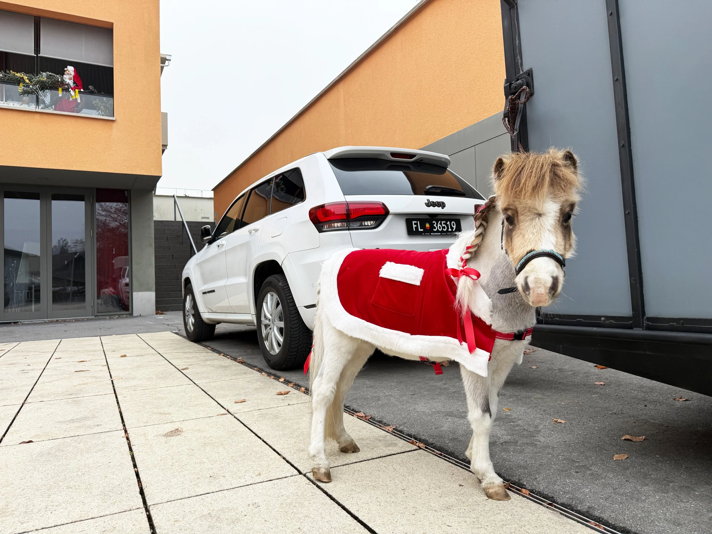 Ein Minipferd in Weihnachtskostüm steht vor einem weißen Auto auf einem Parkplatz.