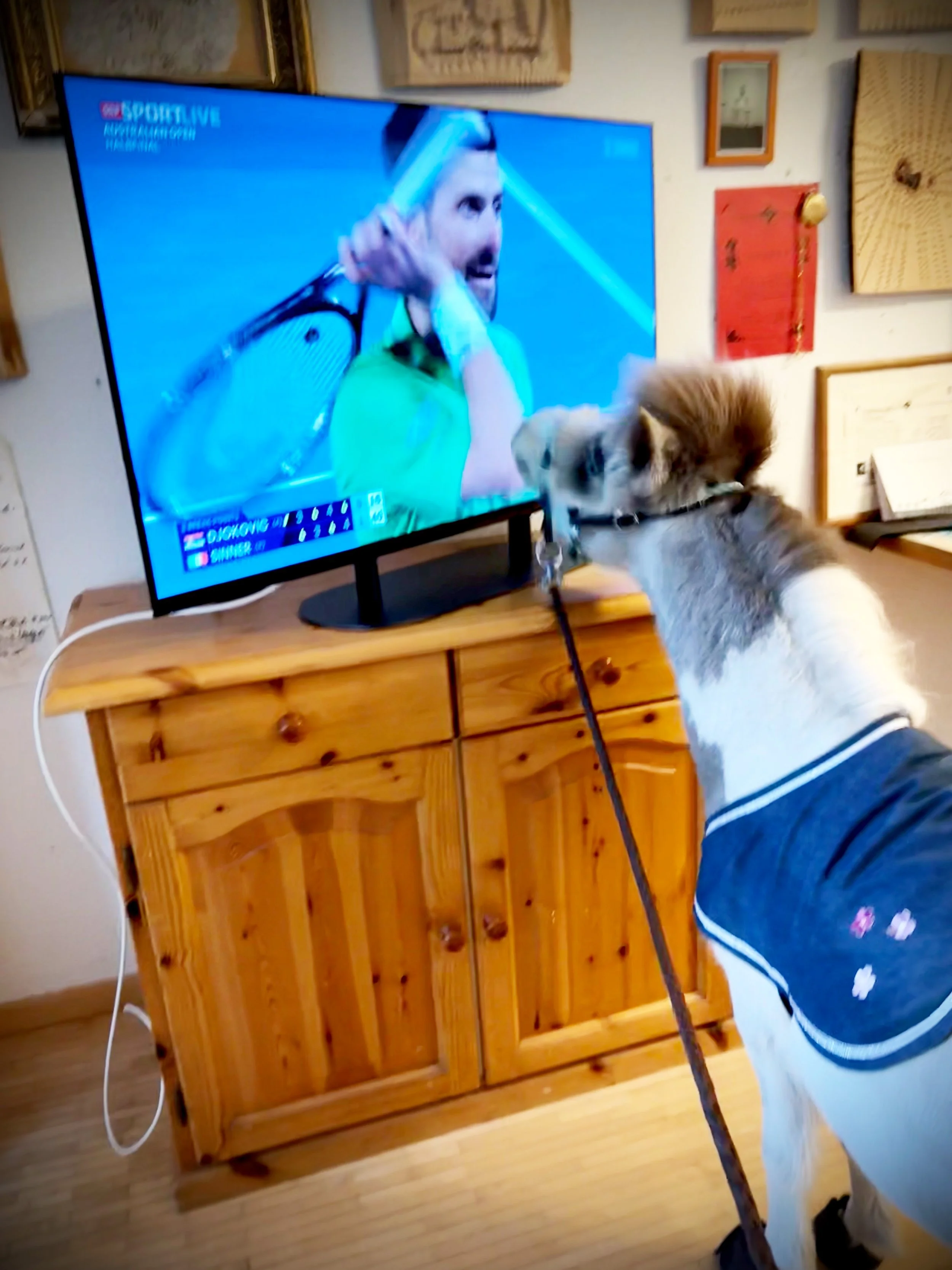 Ein Minipferd, der einen Fernseher anschaut, auf dem ein Tennisspiel zu sehen ist.