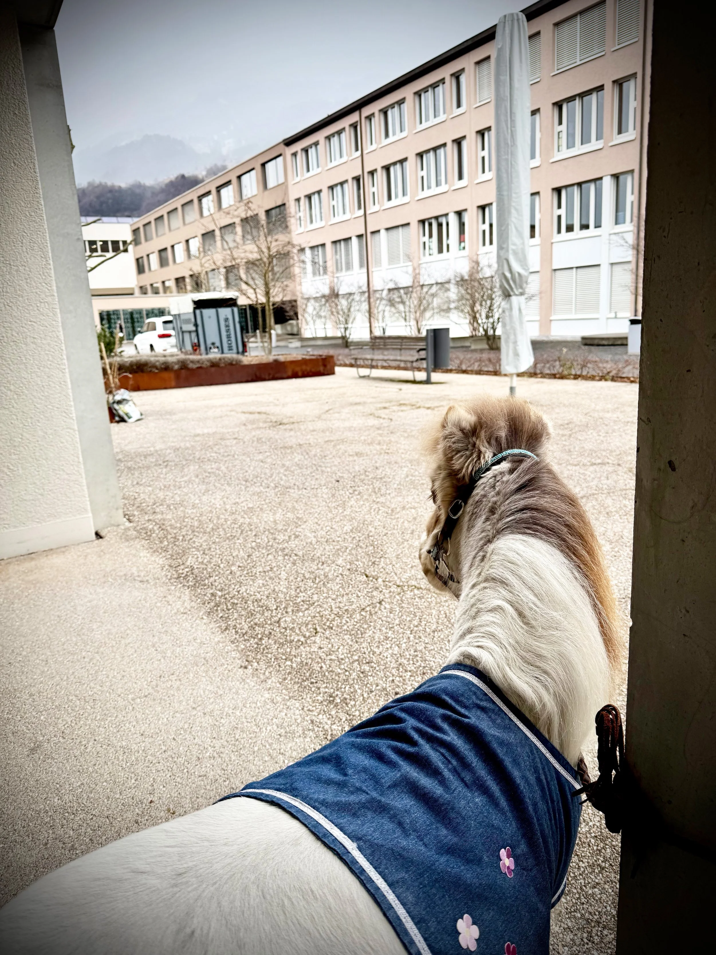 Minipferd mit blauer Jacke und Blumenmuster schaut aus einem Eingang nach draußen auf einen Platz mit Bänken, Mülleimer, einem geschlossenem Sonnenschirm, einem modernen Gebäude im Hintergrund und Berge im Himmel.