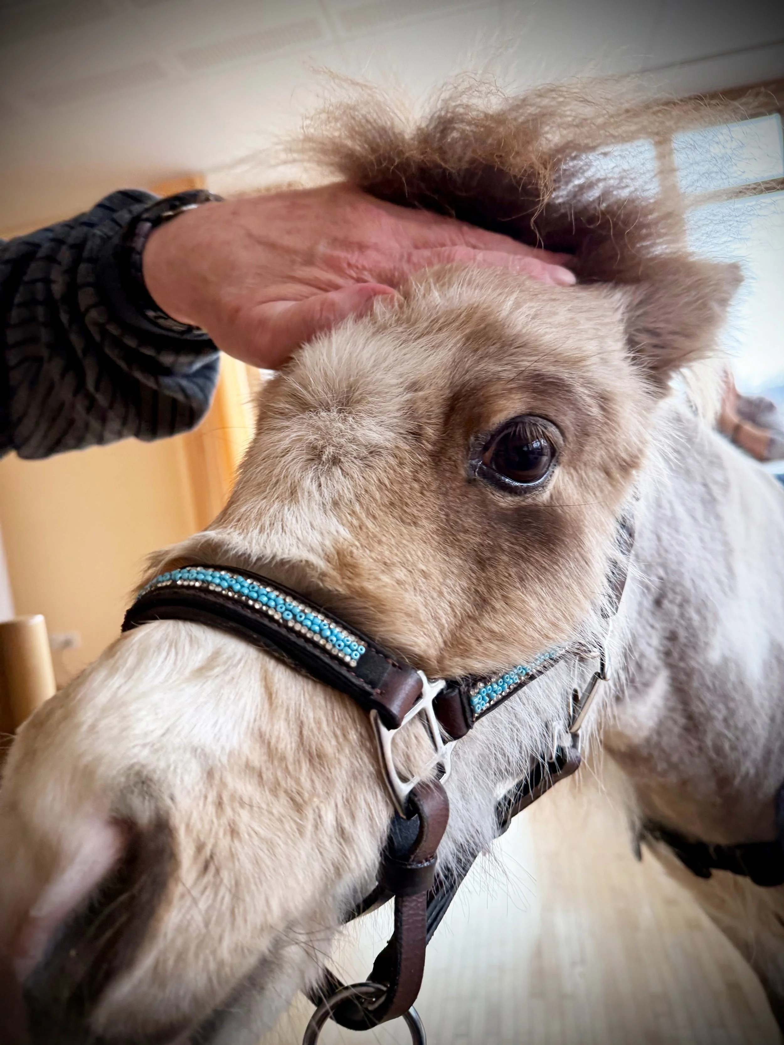 Nahaufnahme eines Minipferdes, das gestreichelt, mit jemandem, der den Kopf berührt, im Innenraum eines Hauses.
