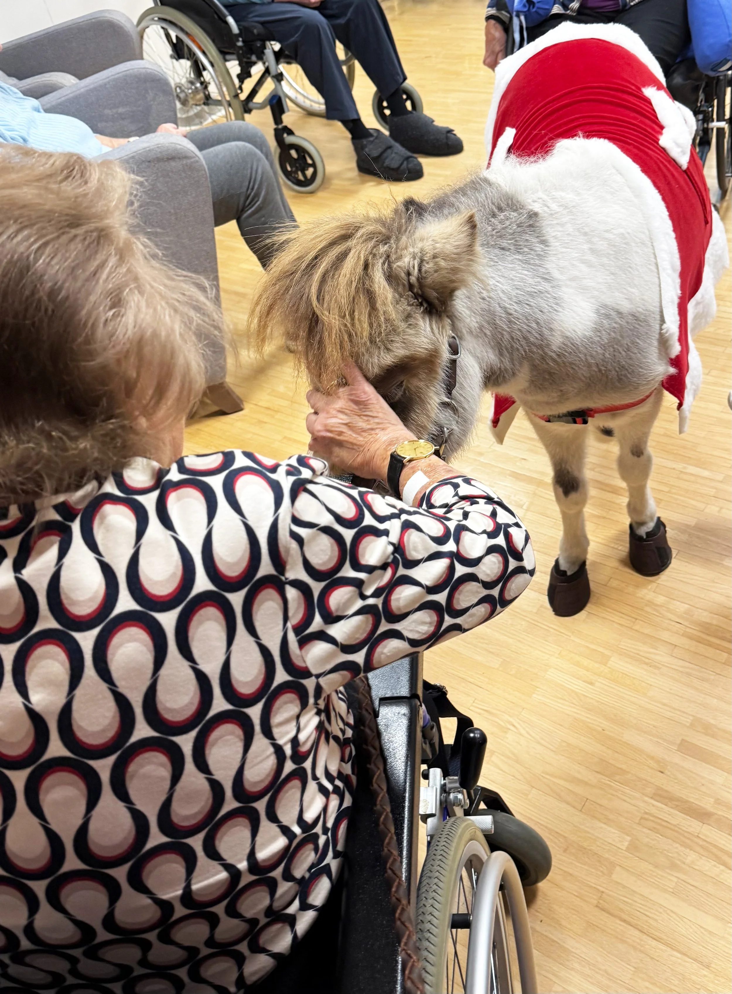 Eine ältere Frau im Rollstuhl streichelt ein kleines Minipferd das ein rotes Weihnachtskostüm trägt.