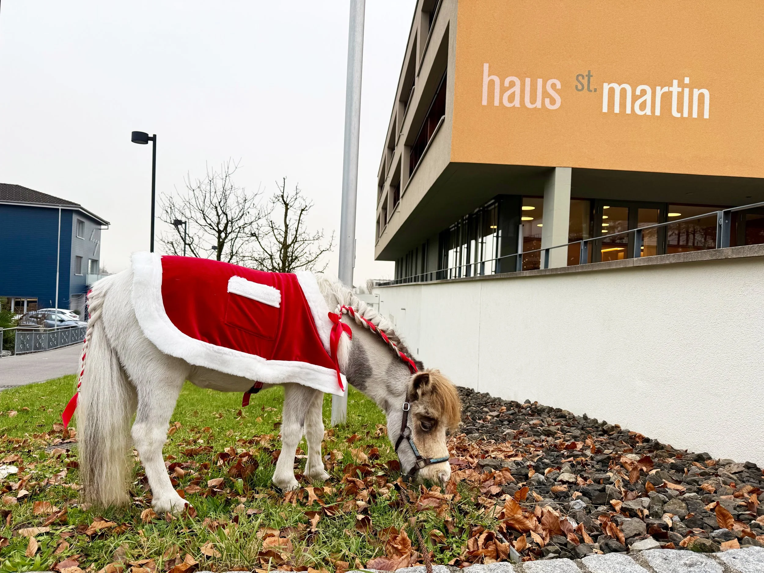 Ein Minipferd mit einem rot-weißen Weihnachtskostüm, das an einem Weihnachtsmann erinnert, grast auf Laub und Steinen vor einem modernen Gebäude mit einem orangefarbenen Schild mit grauem Schriftzug, das 'haus st. martin' sagt.