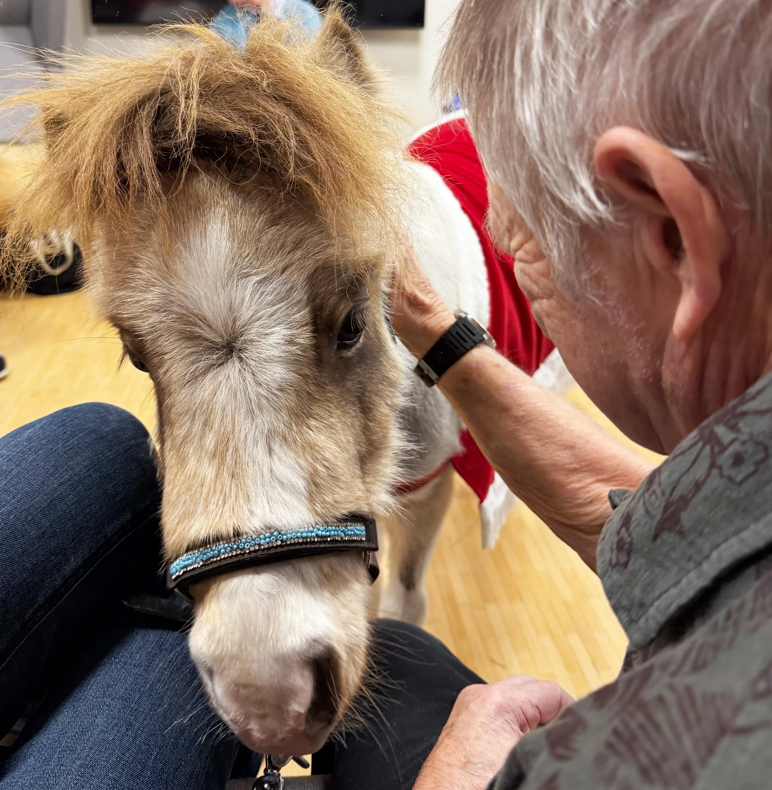 Ein älterer Mann streichelt ein Minipferd, der ein rotes Kleid trägt, in einem Raum mit Holzfußboden.