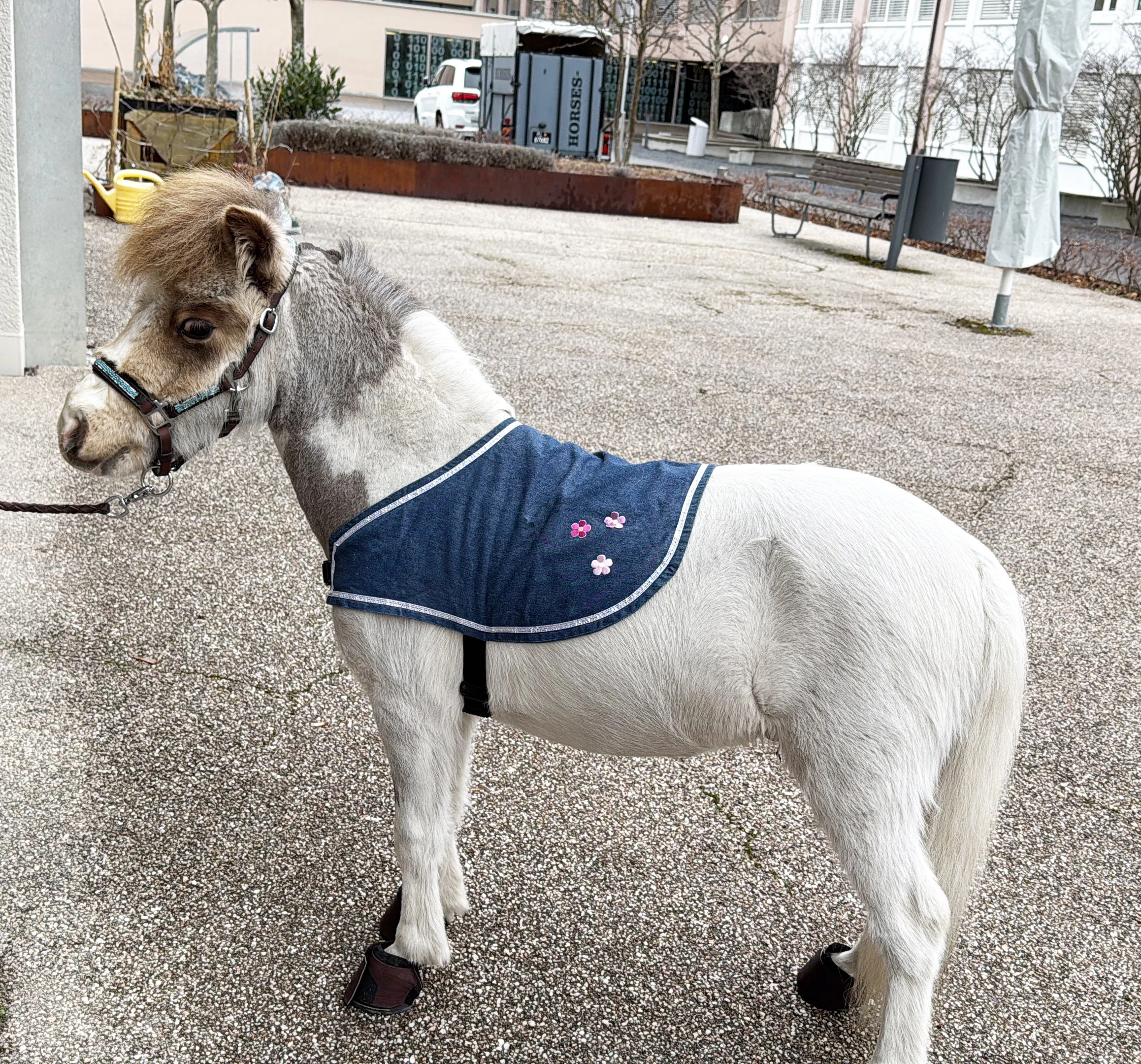 Ein kleines weiß-grauer Minipferd mit braunem Kopf und Mähne trägt ein blaues Oberteil mit Blumenmustern, steht auf einer gepflasterten Fläche.
