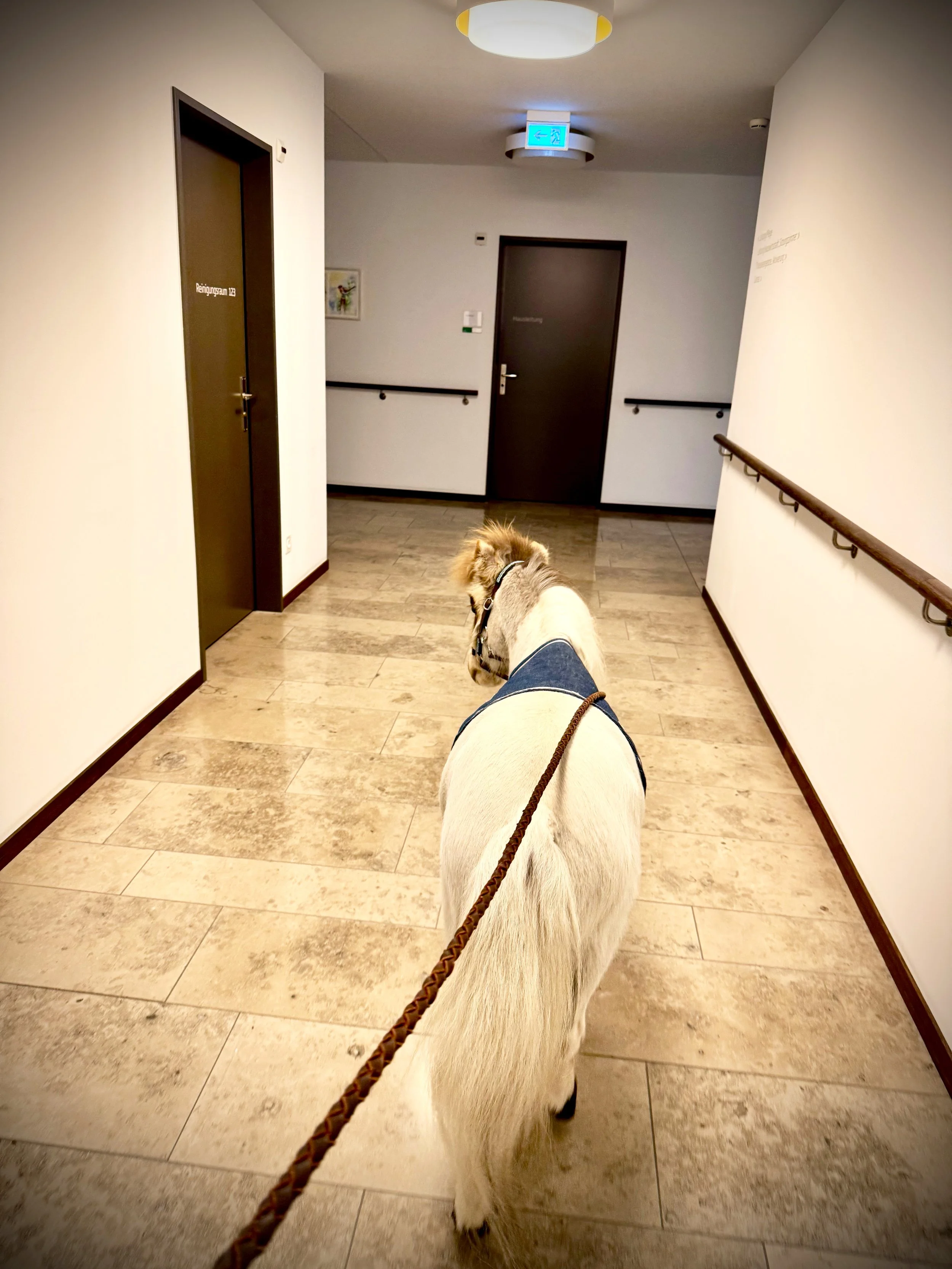 Ein Minipferd auf einem Krankenhausflur, das an einer Leine geführt wird, mit Wegen, Türen und einem Deckenleuchte darüber.