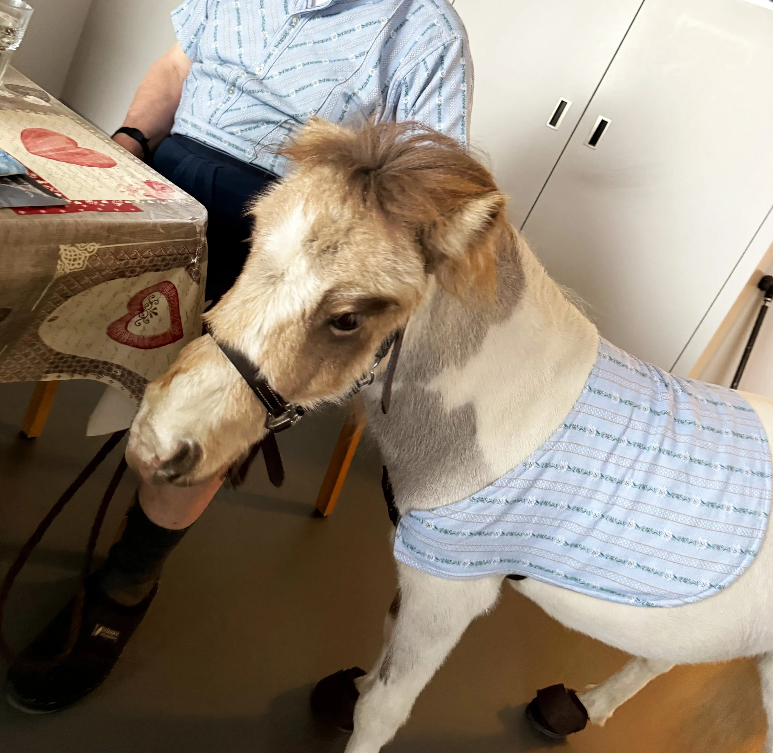 Ein Minipferd mit einem blauen und weißen Kleid auf dem Rücken, der in einem Raum neben einem Tisch mit einer Tischdecke steht.
