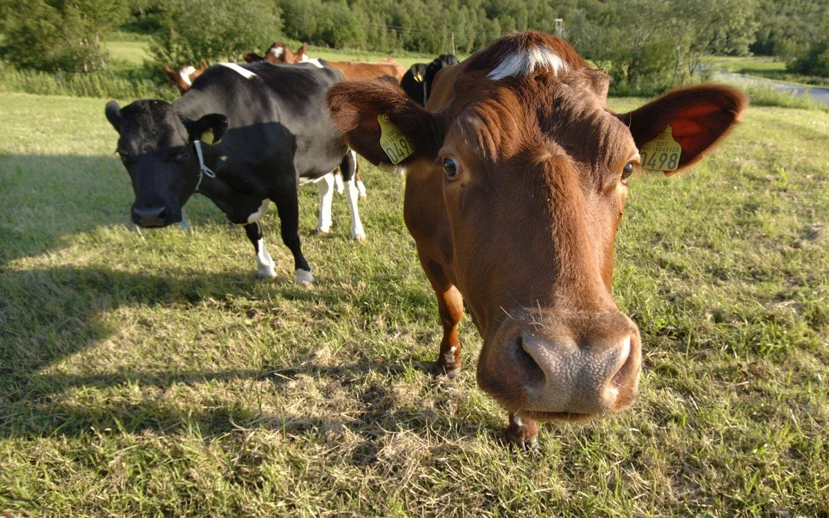 Hvorfor greier vi ikke redde kloden?