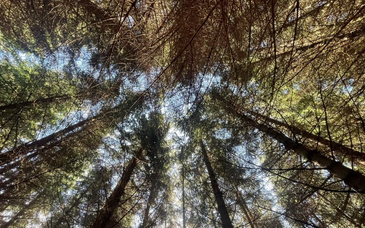 Vil lage nye produkter av granskog fra Nordland