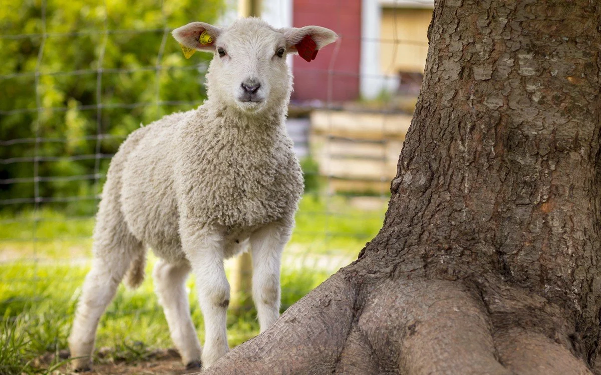 Politikk stopper lokalmat