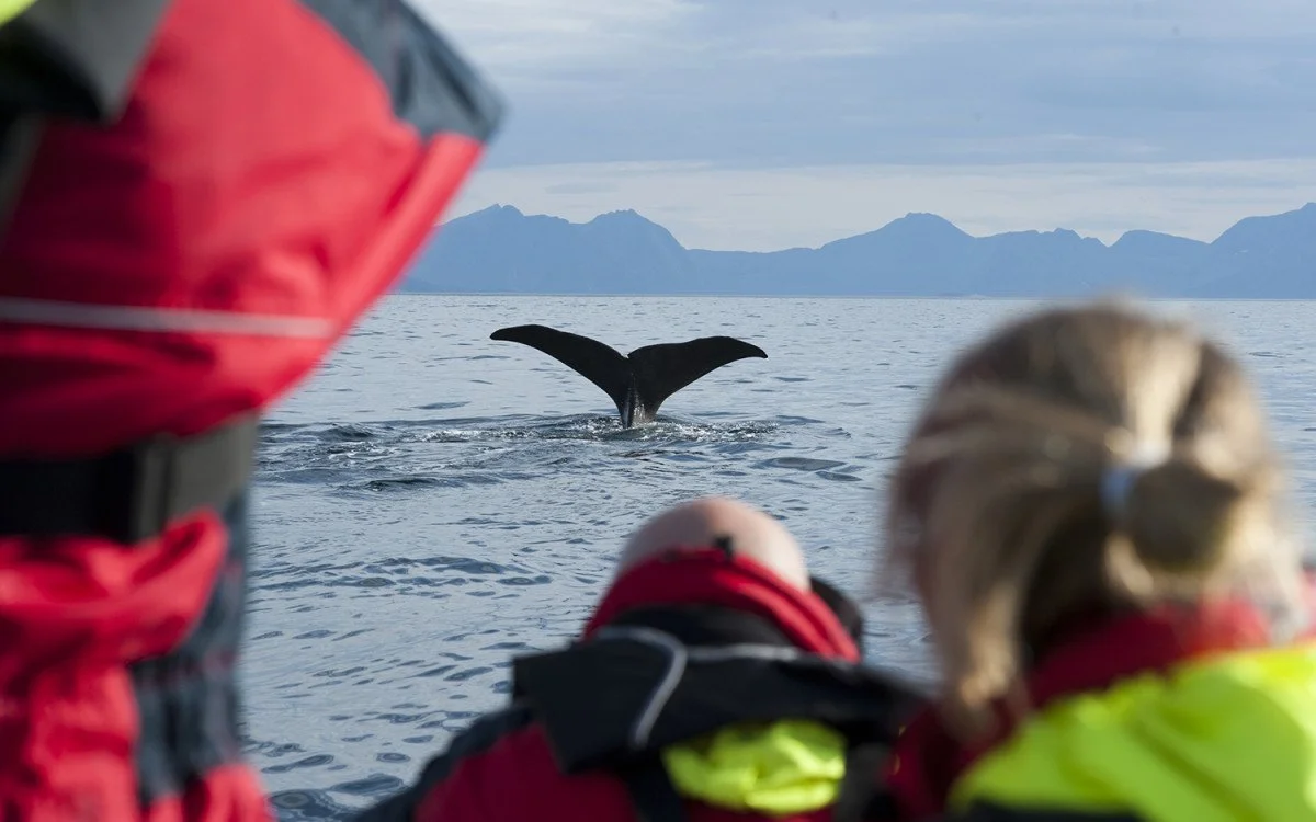 Vesterålen behøver besøksforvaltning