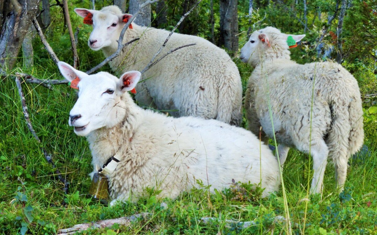 Hjelper kommuner å kjøpe mer lokalmat