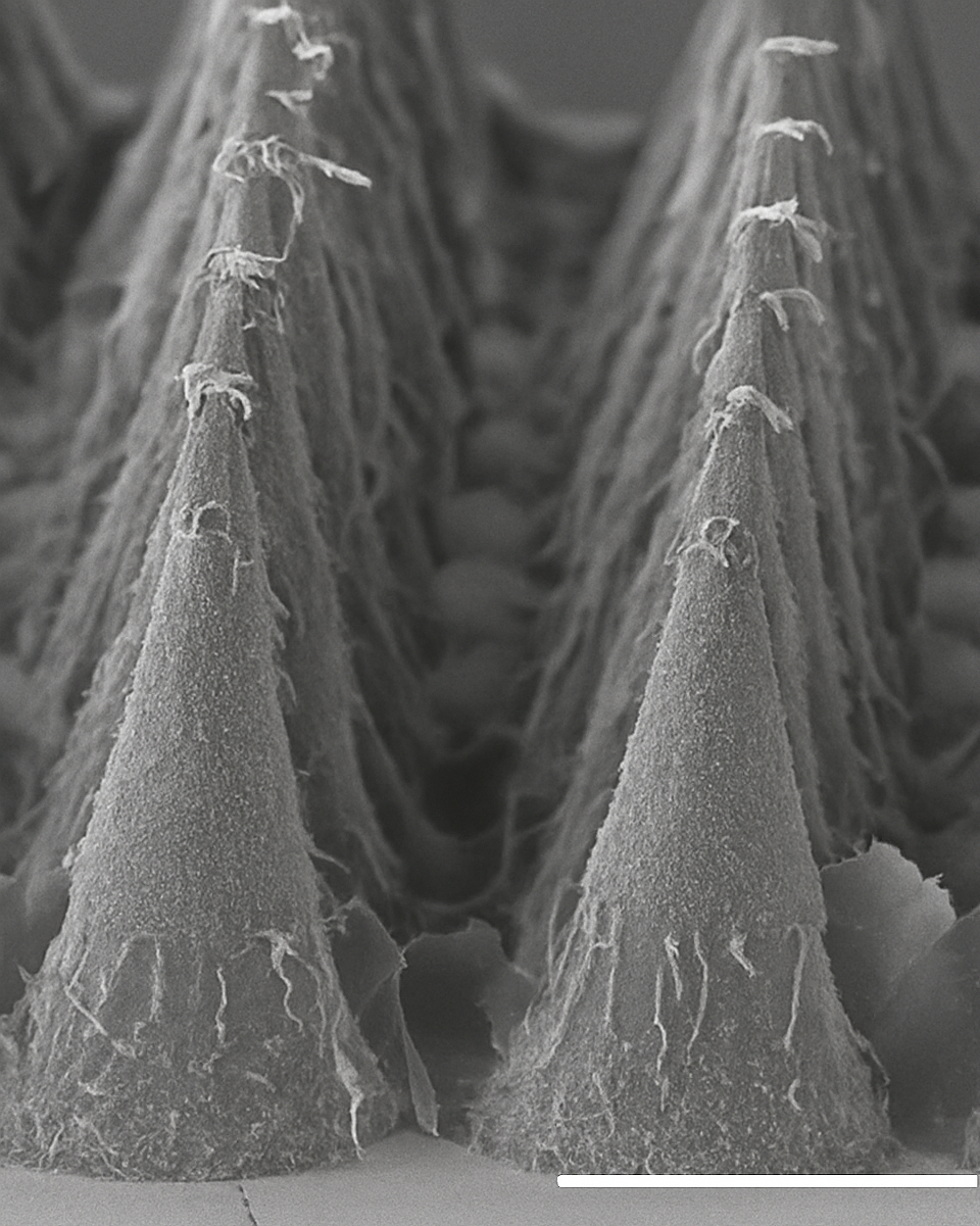 Close-up black and white image of tiny, pointed micronneedles with textured surfaces and small projections, arranged in a pattern.