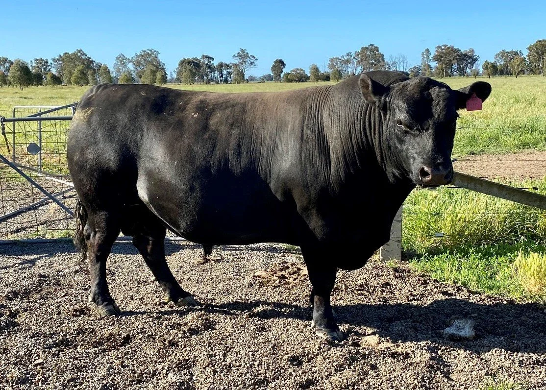 angus_bull.jpg
