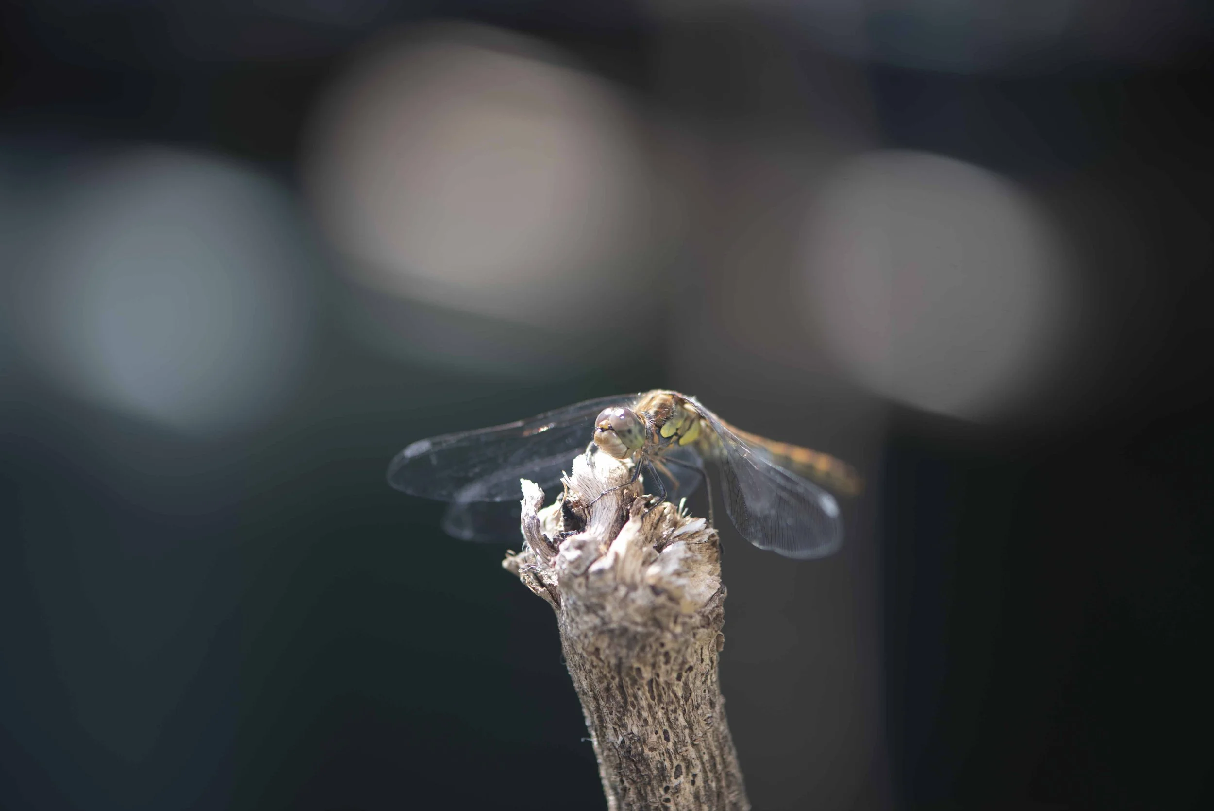 DSC_9015.jpg