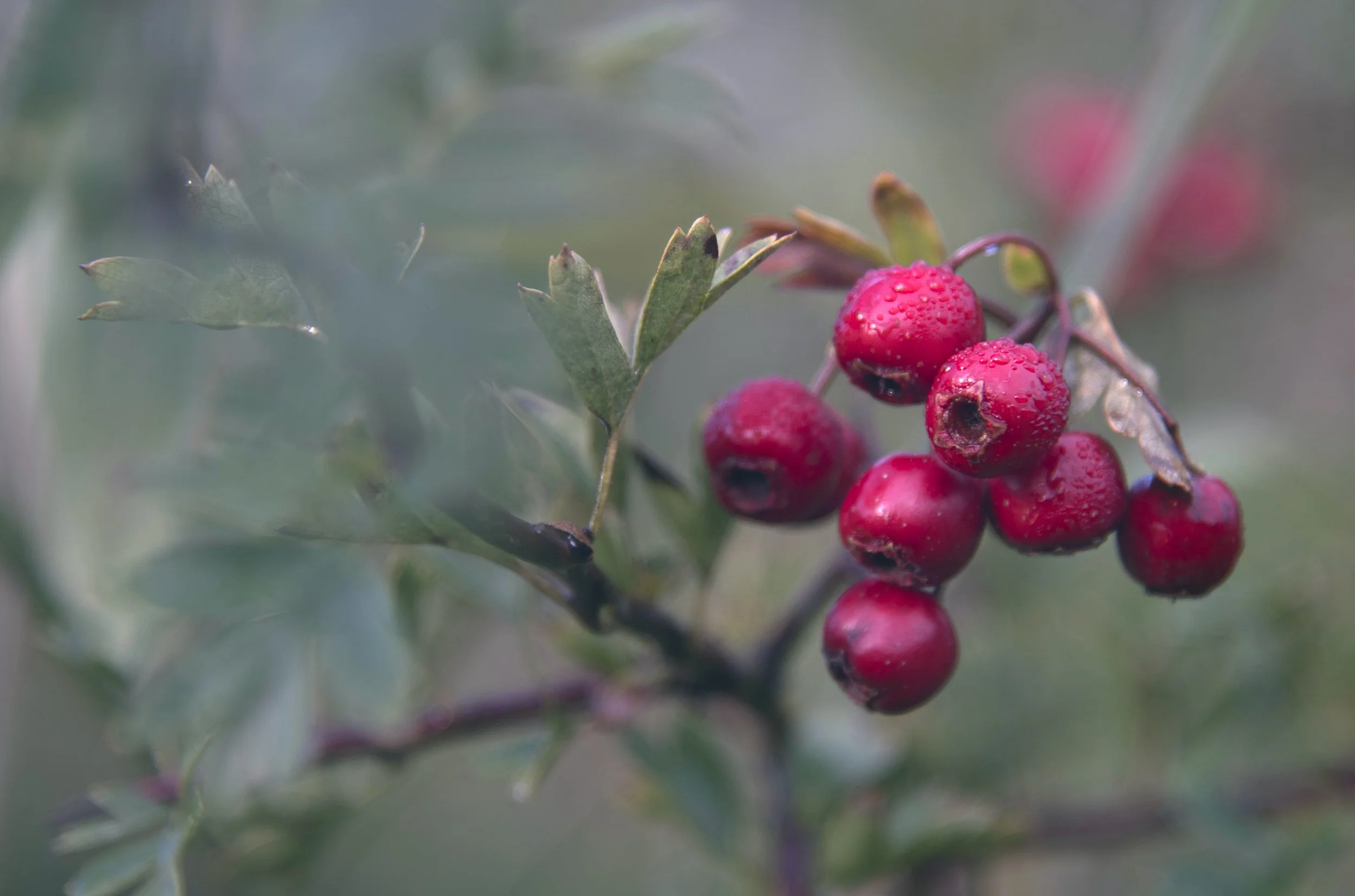 Red berries in September.jpg