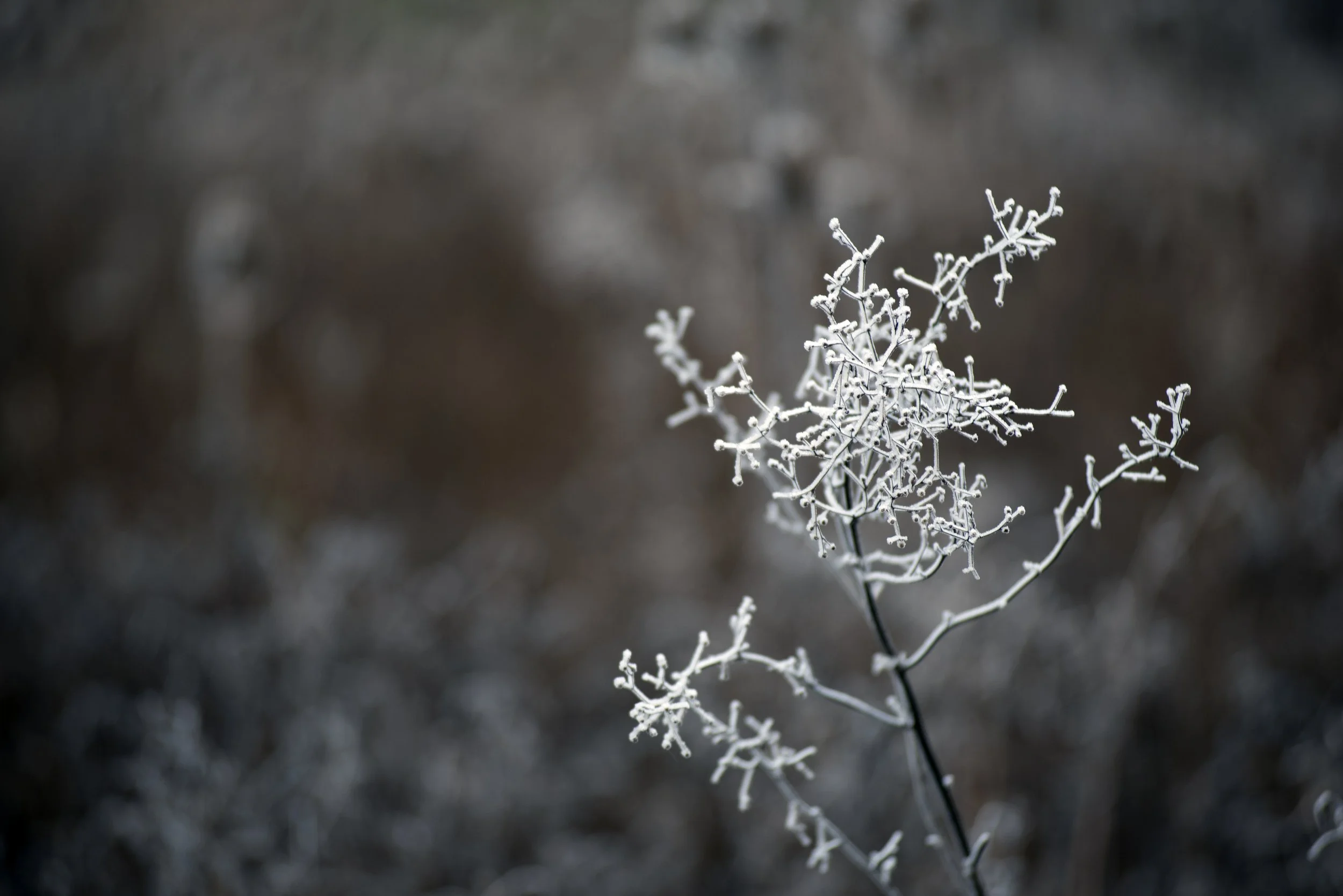 DSC_9853.jpg