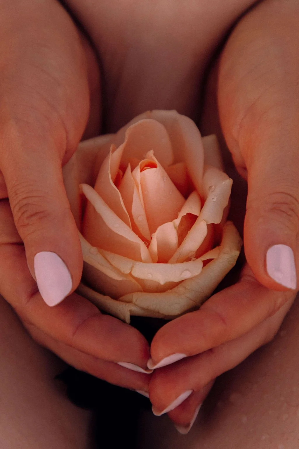 Deux mains tenant une rose beige avec des gouttes d'eau sur ses pétales