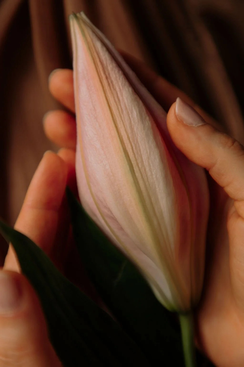 Main tenant une fleur en train de s'ouvrir, avec des mains qui la tiennent délicatement.