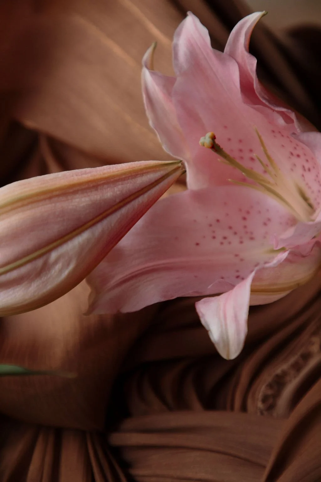 Une fleur de lys orange pâle avec des pétales roses et des taches violettes, entourée de feuilles brunes enroulées.