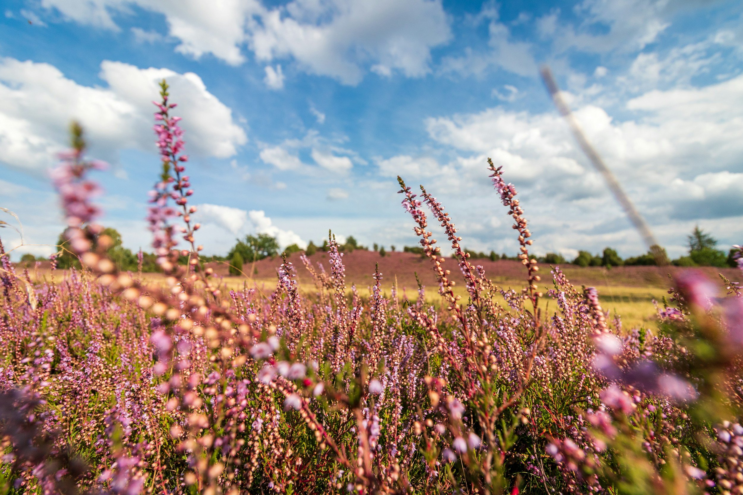 Blick auf eine blühende Heide mit pinken Pflanzen unter einem blauen Himmel mit weißen Wolken.