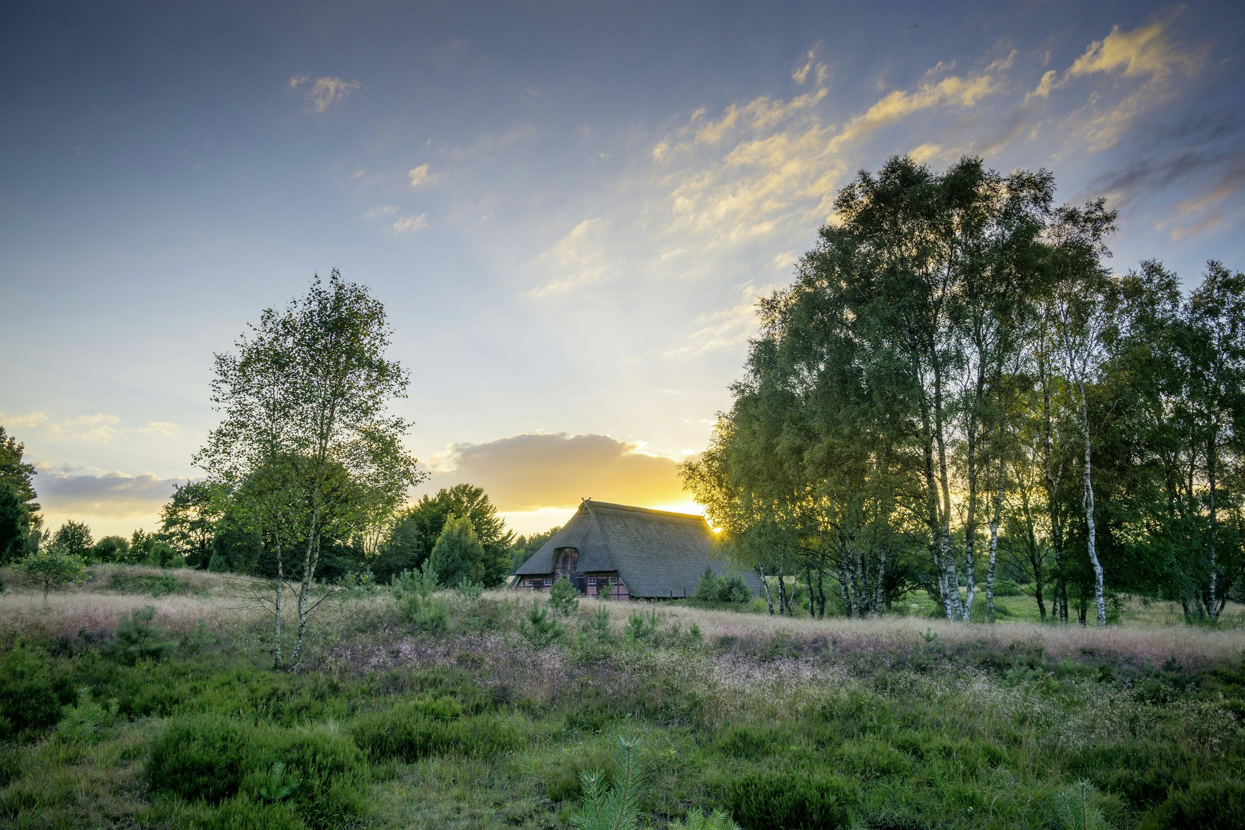 Landschaft der Lüneburger Heide mit grünem Feld, Bäumen und einem traditionellen Fachwerkhaus bei Sonnenuntergang