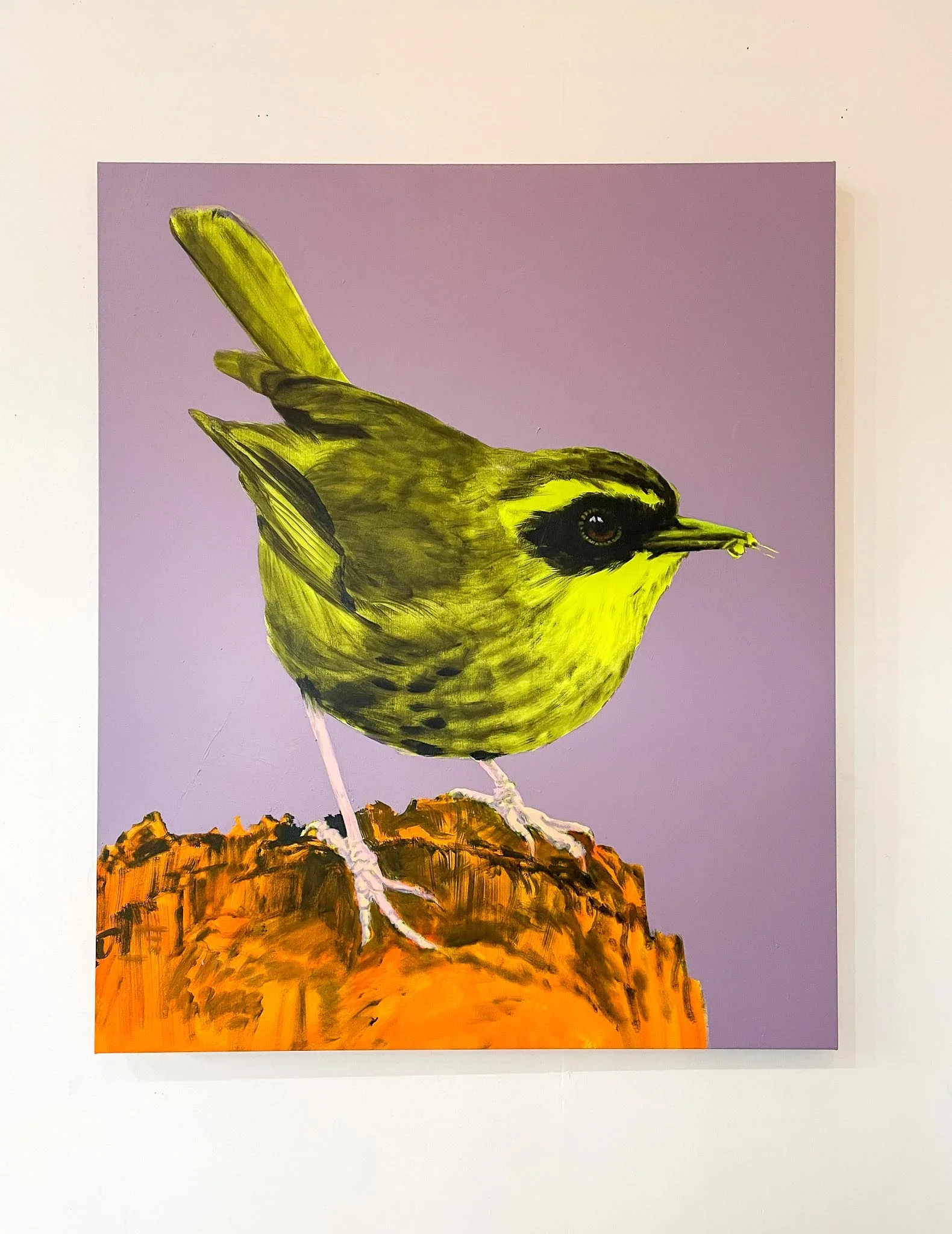 'Yellow-throated Scrubwren Study' – Original Artwork by Geoffrey Carran