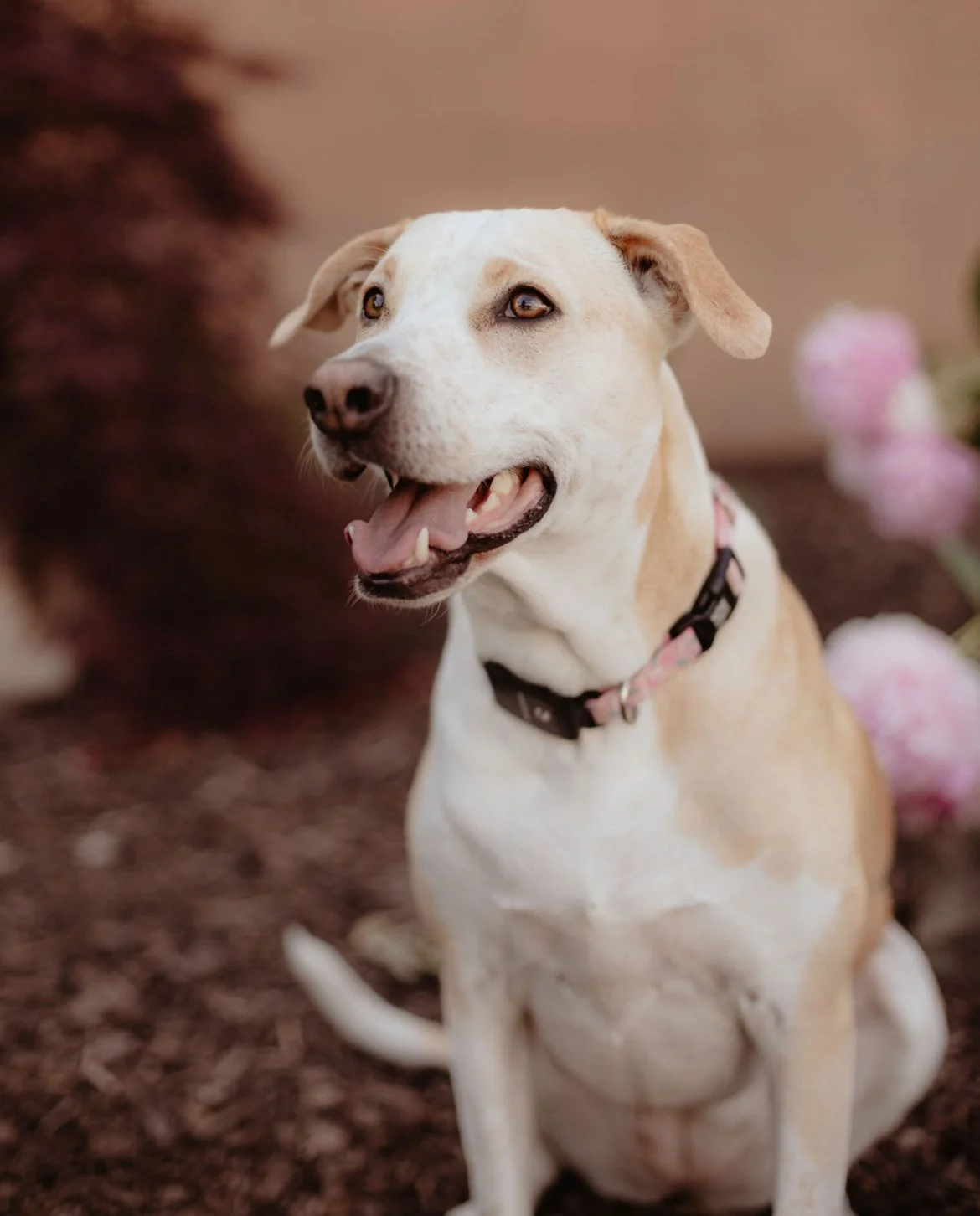A happy tan and white dog with a pink collar, sitting on a dirt surface with blurred pink flowers in the background.