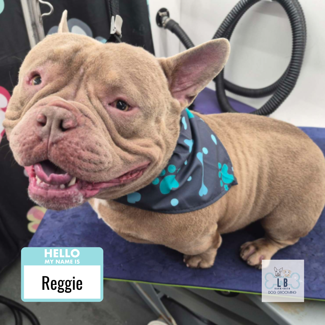 Dog 4.png