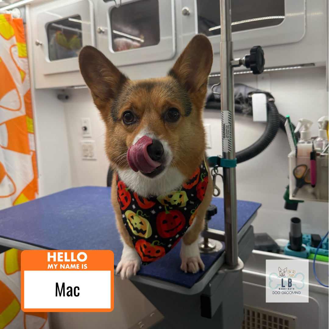 Dog 2.png