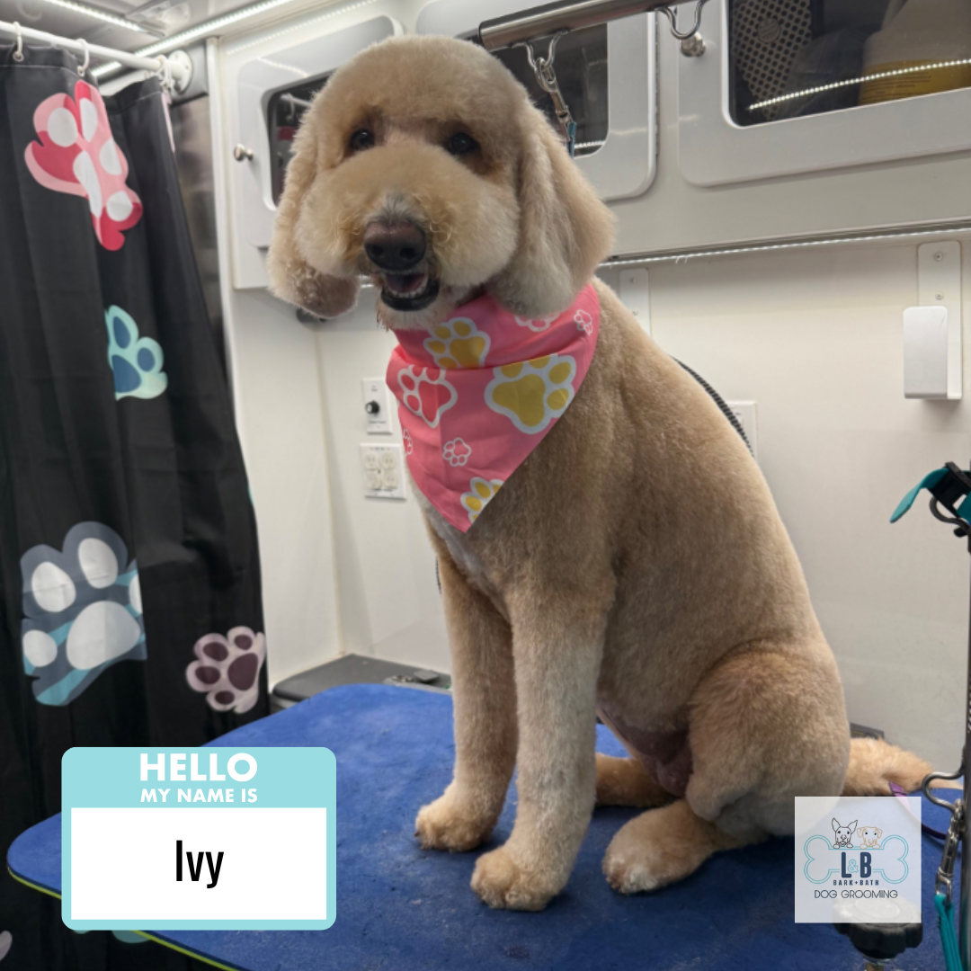 Dog 1.png