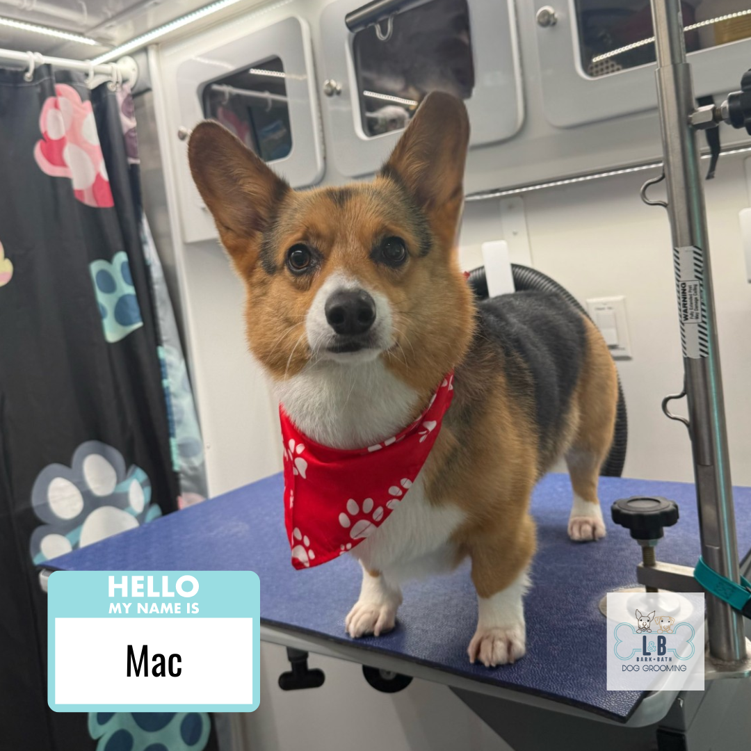 Dog 2.png