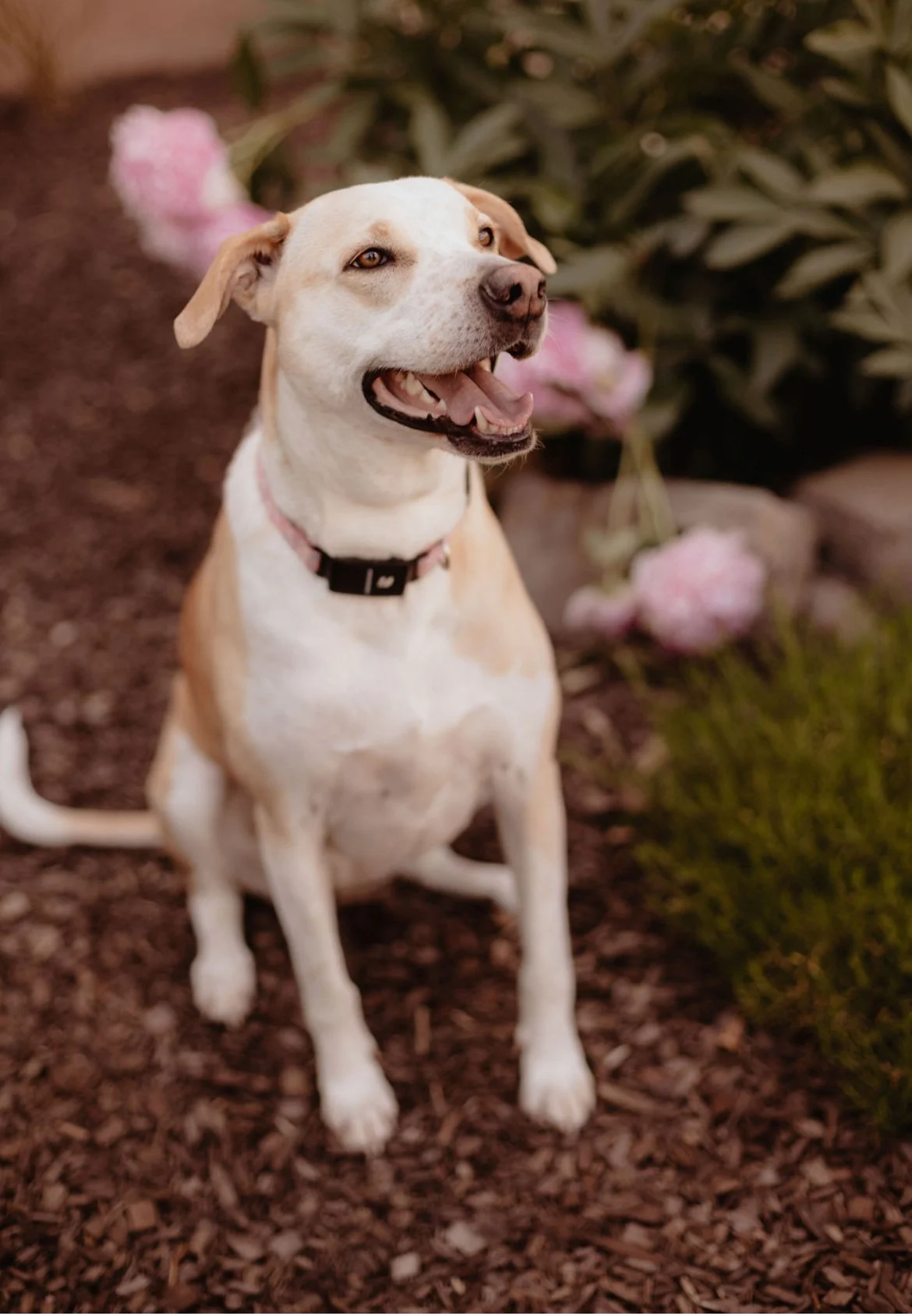 A happy light-colored dog with a pink collar sitting on soil near pink flowers and green foliage.