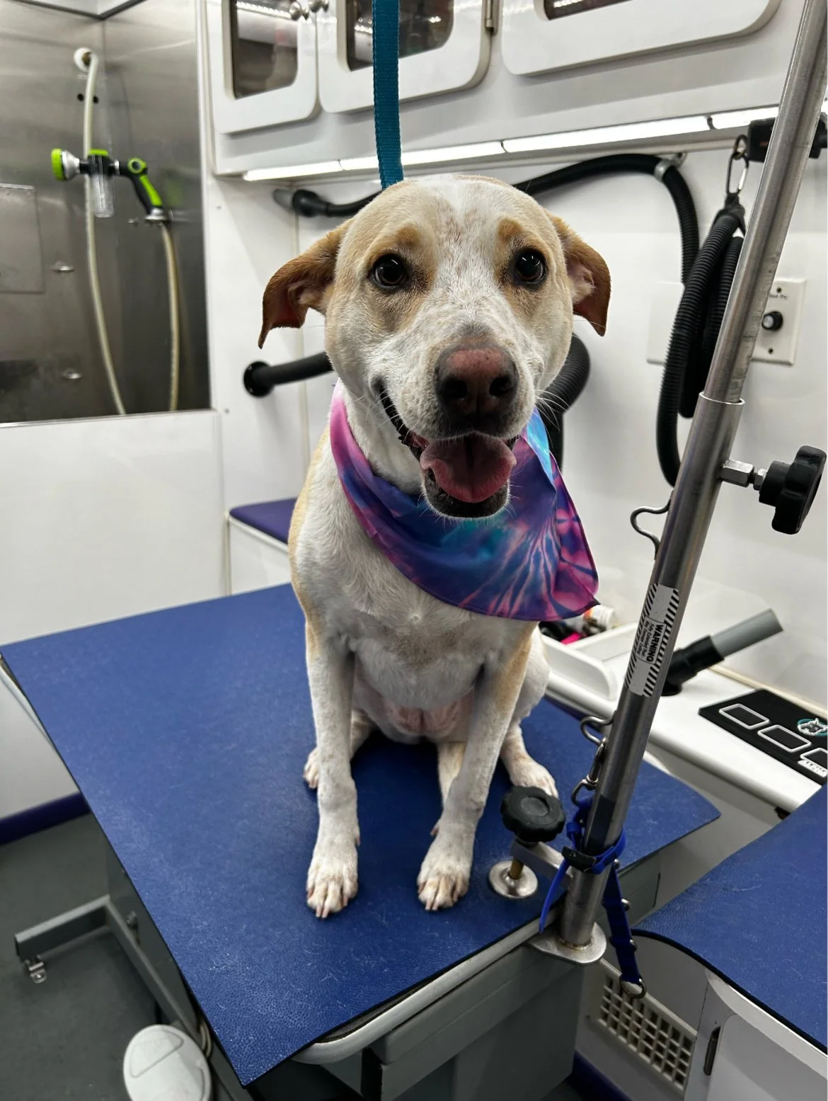 A happy dog sitting on a grooming table at an animal grooming salon, wearing a colorful bandana around its neck.