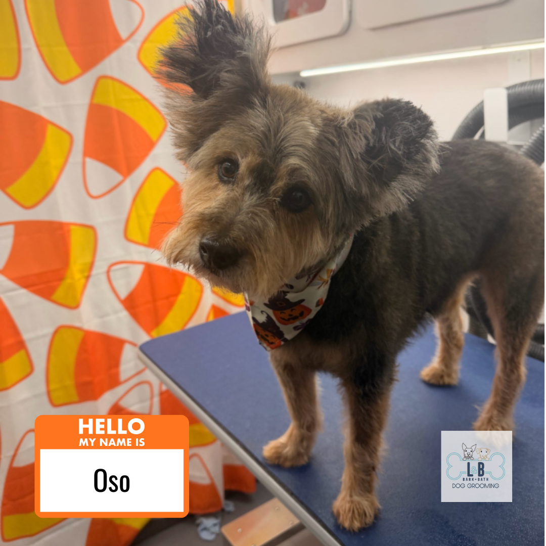 Dog 2.png