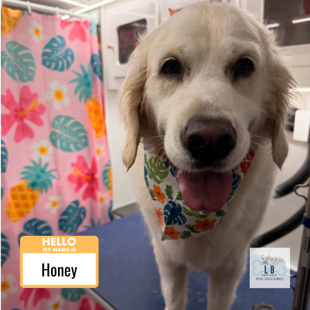 Dog 4.png