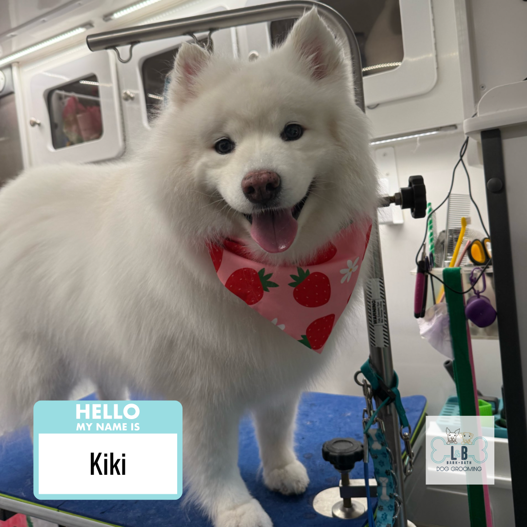 Dog 3.png