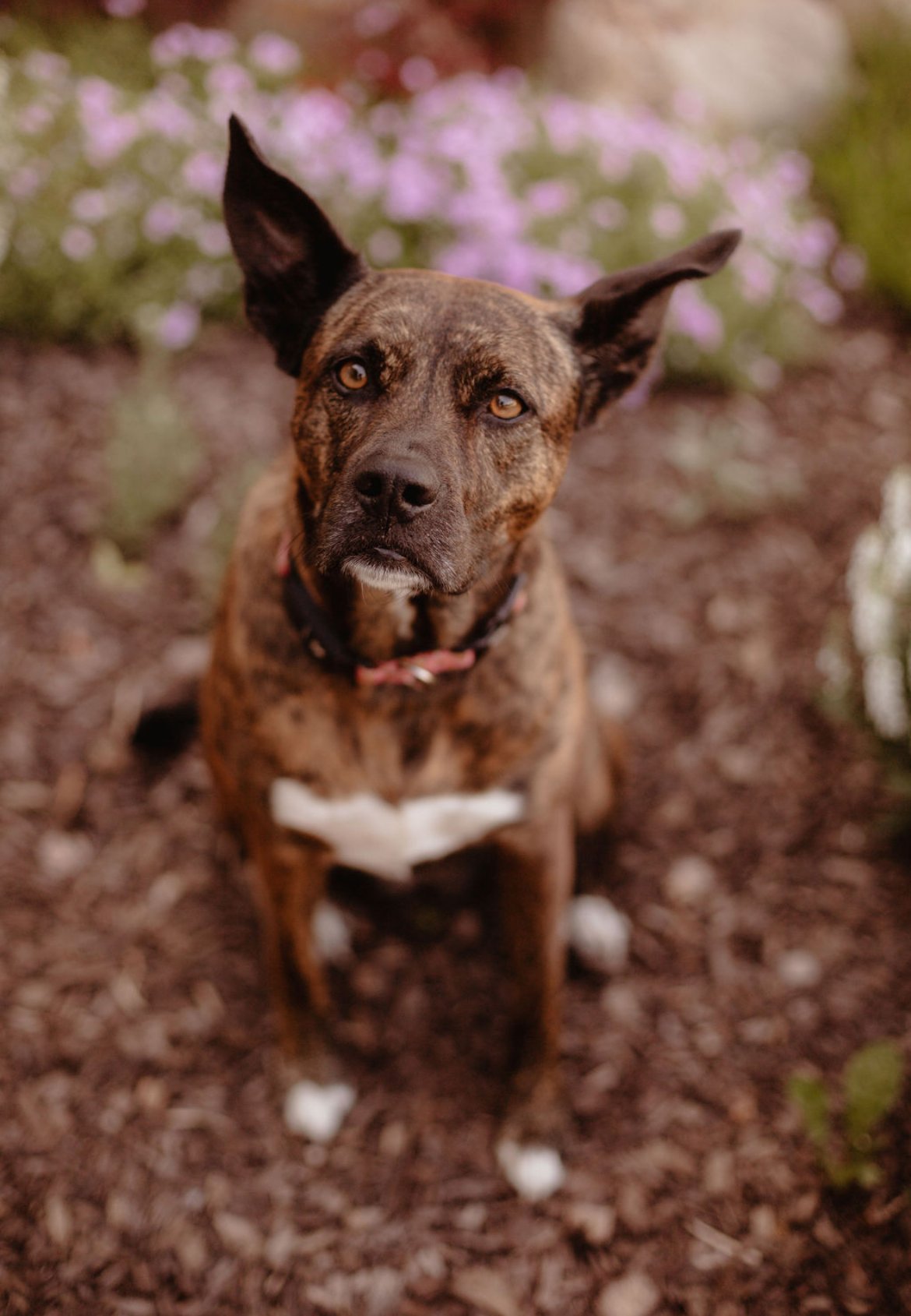 A brindle-colored dog with pointed ears sitting on dirt ground, looking directly at the camera, with pink flowers in the background.