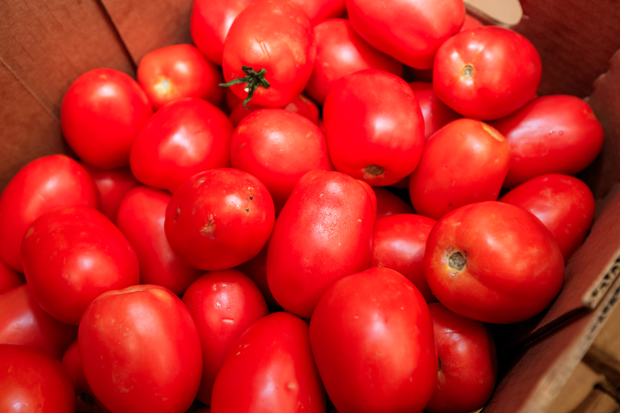 Red tomatoes