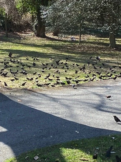 When the Grackles Come Through