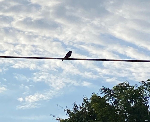 Birds on the Wire