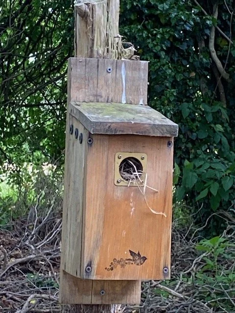 Do Birds Reuse Birdhouses