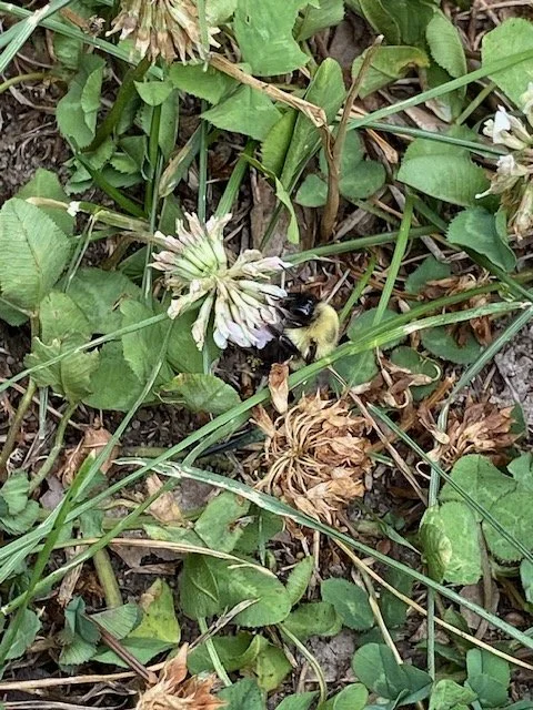 Bees in the Clover