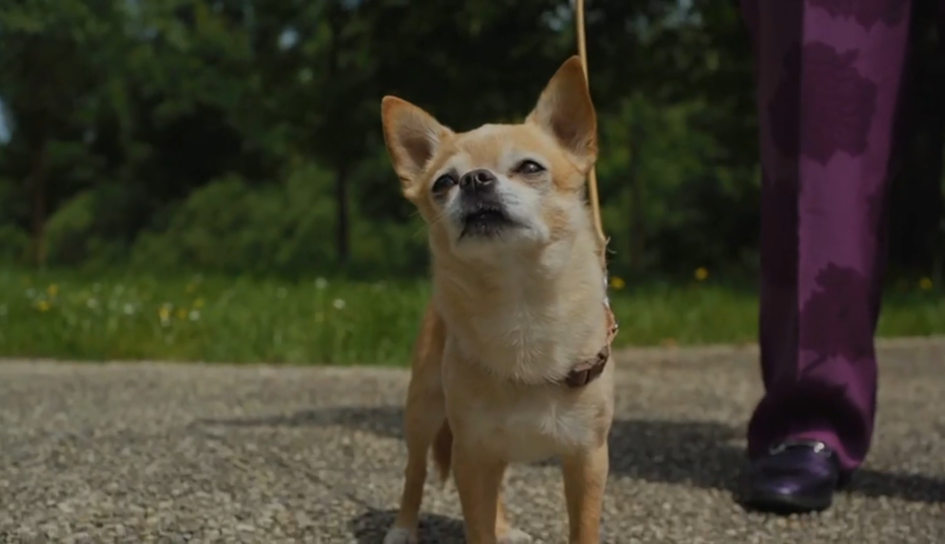 Petit chien chihuahua beige tenu en laisse, debout sur un chemin près d’une personne.