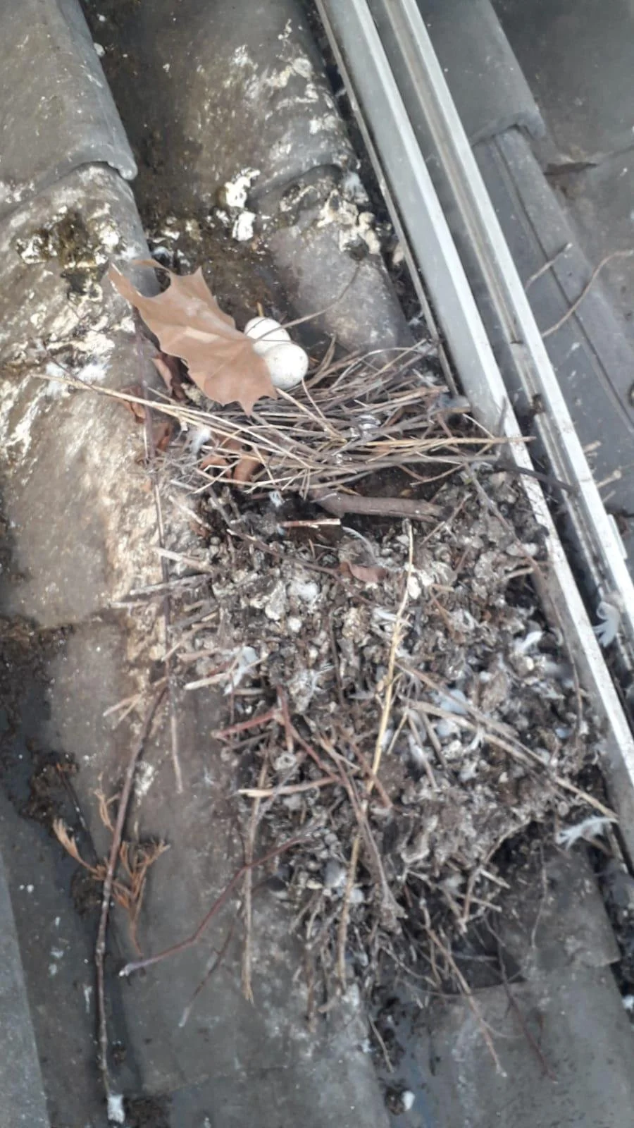 BirdBlocker birdfeces 2.jpeg