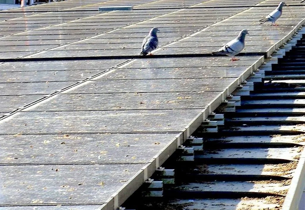 Pigeons and Solar Systems 1.jpg