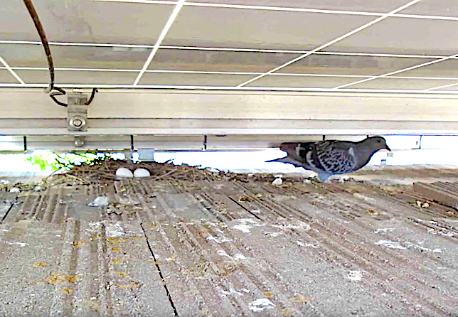 Pigeons and Solar Systems 2.png