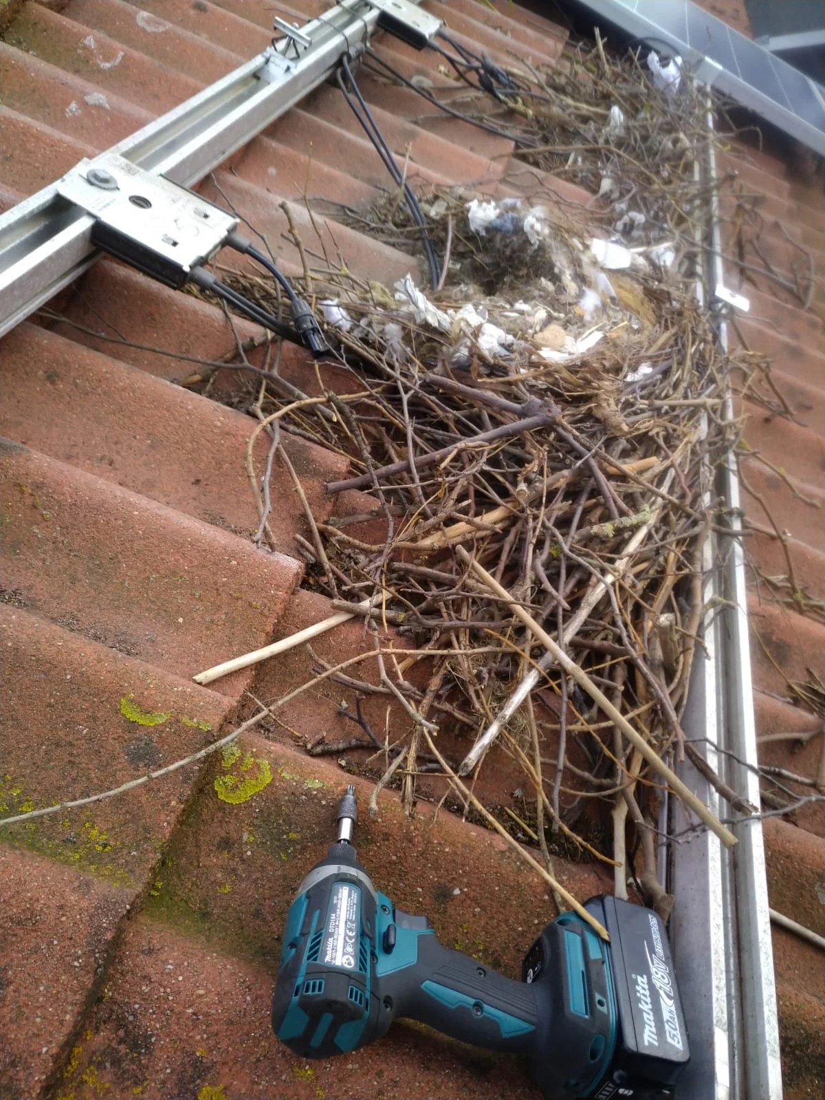 BirdBlocker nest 4.jpeg