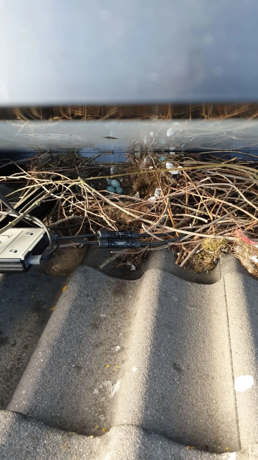 BirdBlocker nest 5.jpeg