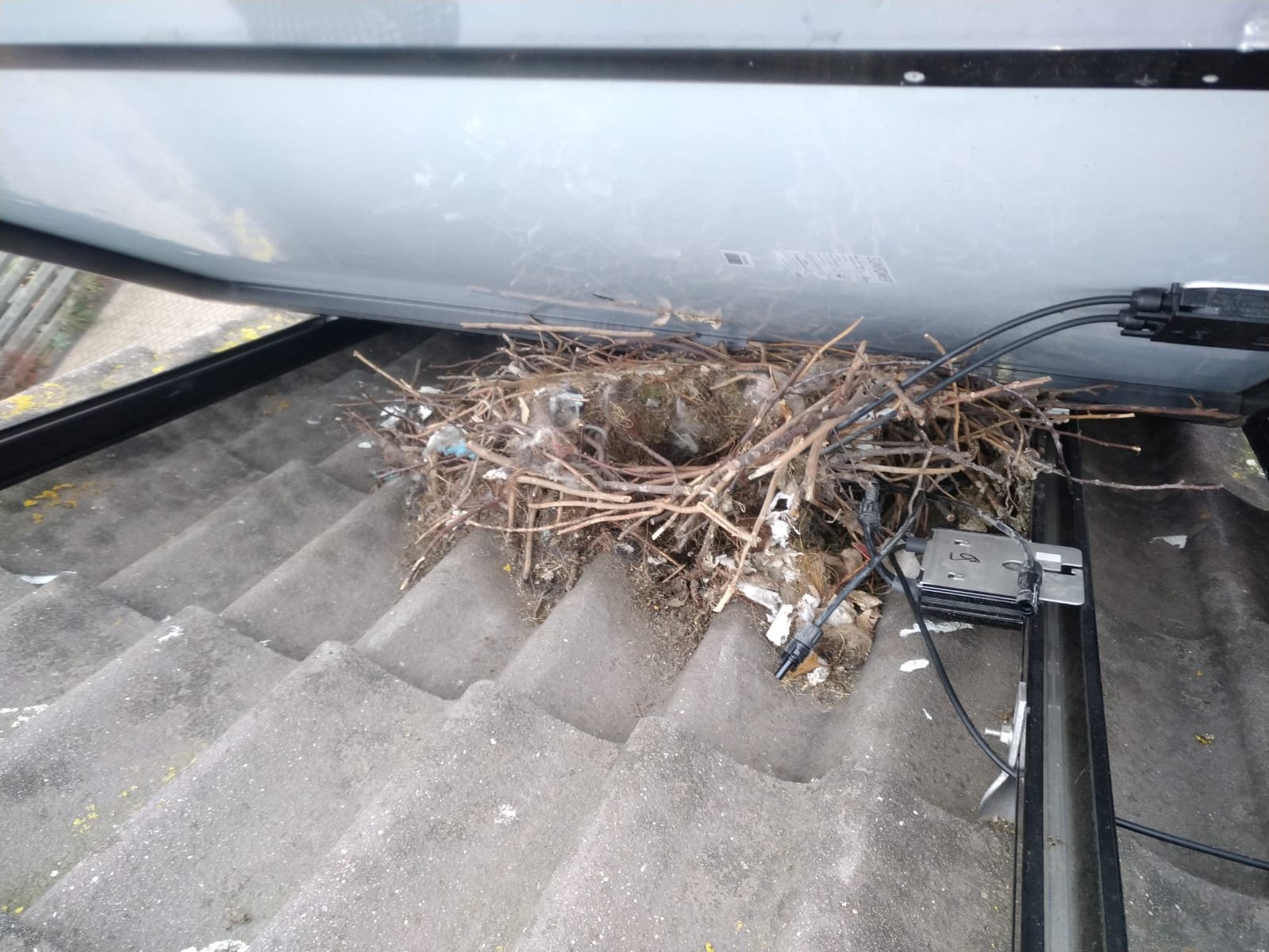 BirdBlocker nest 8.jpeg