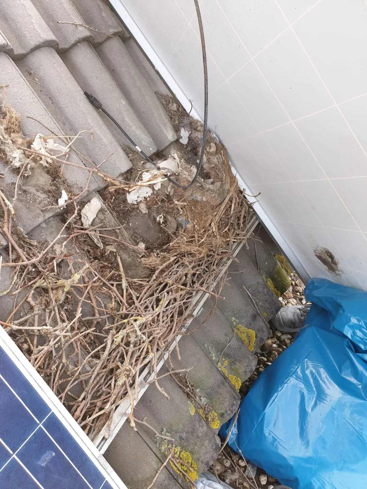 BirdBlocker nest 9.jpeg